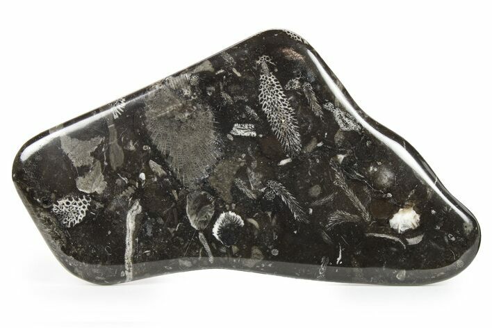 Polished Devonian Fossil Coral and Bryozoan Plate - Morocco #259127